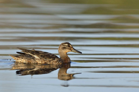 Garganey 阿纳斯 querquedula, 希腊