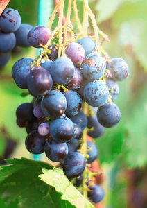 成熟的葡萄。花园里有一堆葡萄。葡萄酒酿造和果汁。选择性
