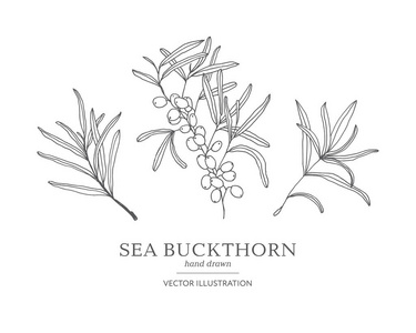 沙棘手绘图片