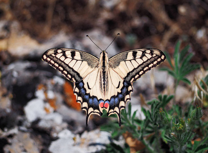 白色蝴蝶 machaon 关闭顶部视图