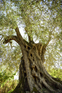 百年橄榄树, 栽培在翁布里亚, 意大利