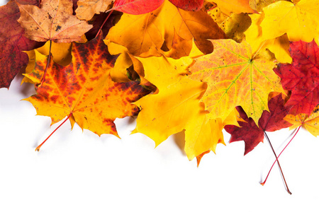 秋季秋叶背景季节设计理念图片