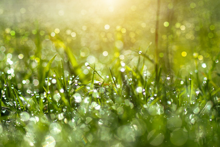 清新的早晨露水在春天草地上,自然的绿色光线背景照片