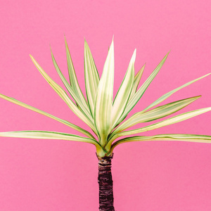热带植物在粉红色。迷你棕榈。最小的时尚艺术