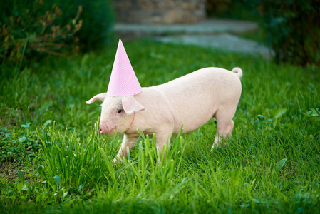 小粉红色的小猪站在花园中的绿草和摆在相机