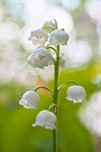 山谷的百合花