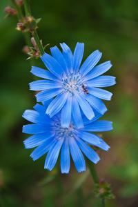 菊苣花图片