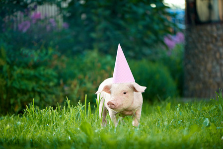 元素的恩典粉红色的小猪穿粉红色的节日帽, 站在绿色草地上的花园照片