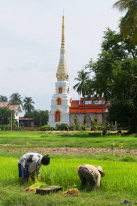 泰国农民种植水稻水稻耕地