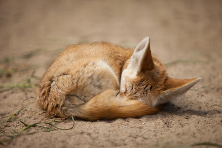 一种非洲产的大耳小狐