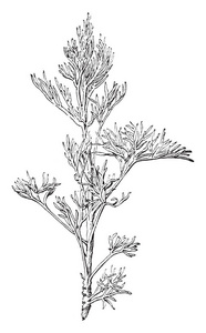 图片显示了青蒿植物的灌木.