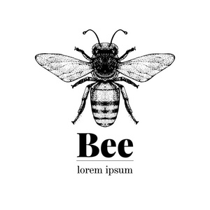 矢量手绘蜂插图。复古风格的徽标模板。智能昆虫插画