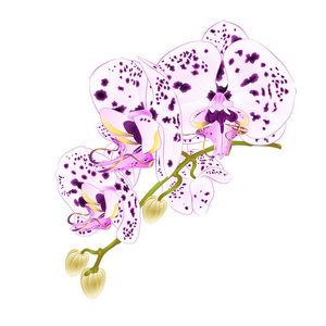 茎具花和芽美丽的兰花点紫色和白色蝴蝶兰特写白色背景老式矢量矢量插画可编辑手画