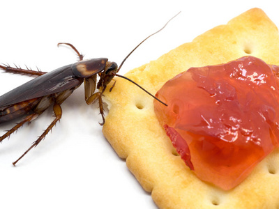 用红果酱把蟑螂关在饼干上。蟑螂吃饼干的白色背景 孤立背景。蟑螂是疾病的携带者