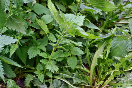 野生环境中野生花园中的荨麻植物