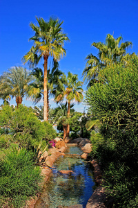 蓝天下花园里的棕榈树和小溪