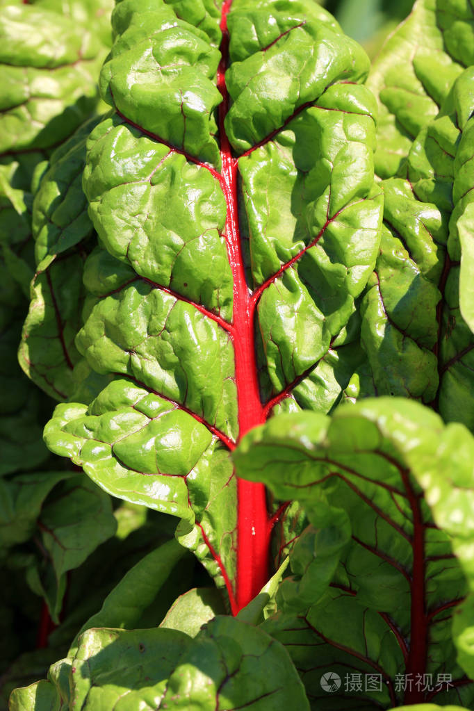 甜菜的叶子maco摄影查看叶结构