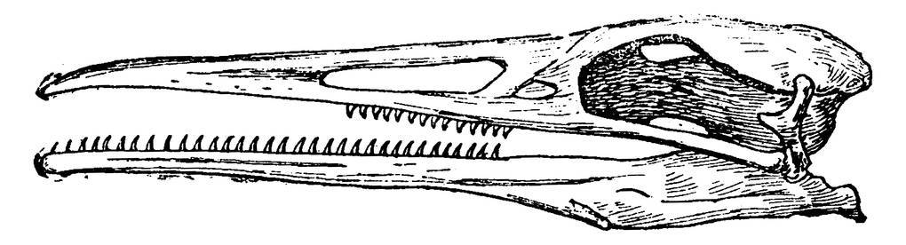 鸟类头部骨骼图片