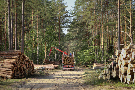 森林中的木材采伐和运输。森林采伐业林业产业的运输