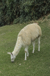 自然白骆驼在马丘比丘 Pichuu 遗址, 秘鲁库斯科。联合国教科文组织世界遗产