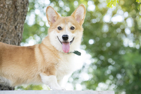 柯基犬狗微笑在夏日阳光明媚的日子里照片