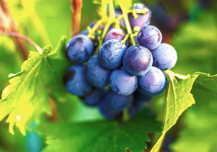 多汁成熟的葡萄。花园里有一堆葡萄。葡萄酒酿造和果汁。选择性