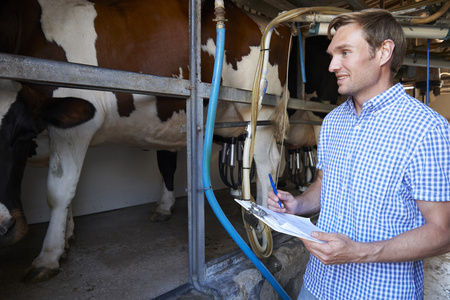 农夫巡视奶牛挤奶机图片