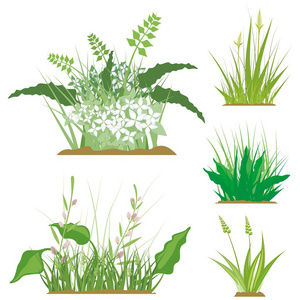 一套的花和草的设计元素, 矢量插图系列照片