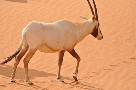 在沙漠中的阿拉伯羚羊照片