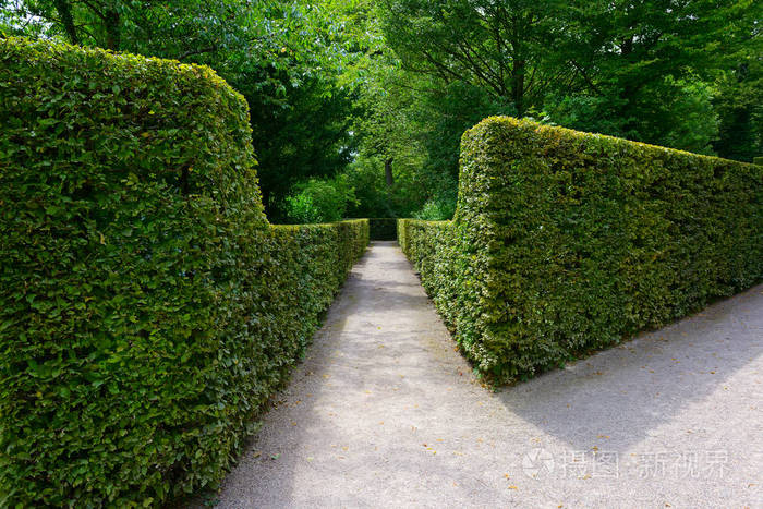 高树篱在公园在德国
