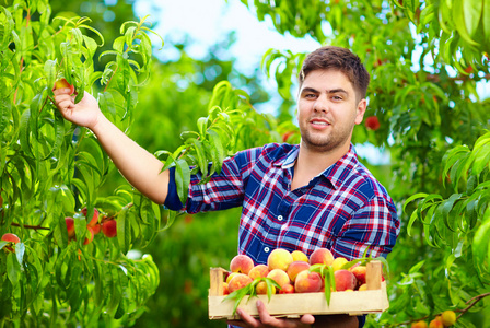 年轻人收获桃子水果花园里