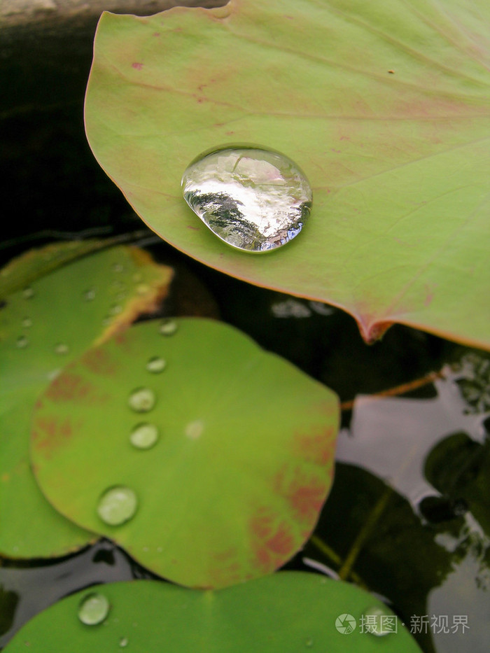 荷叶与水下落