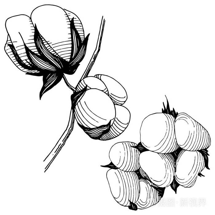 以矢量风格分离的野花棉花插画-正版商用图片07298h-摄图新视界