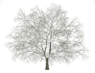 美国山毛榉树被隔绝在白色背景的冬天