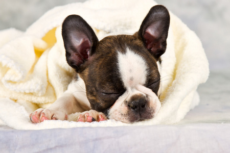 波士顿梗犬睡在白毛巾