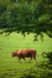 在绿色的牧场上放牧的牛