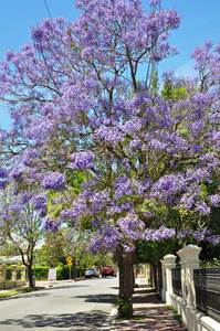 澳大利亚阿德莱德盛开的蓝楹树