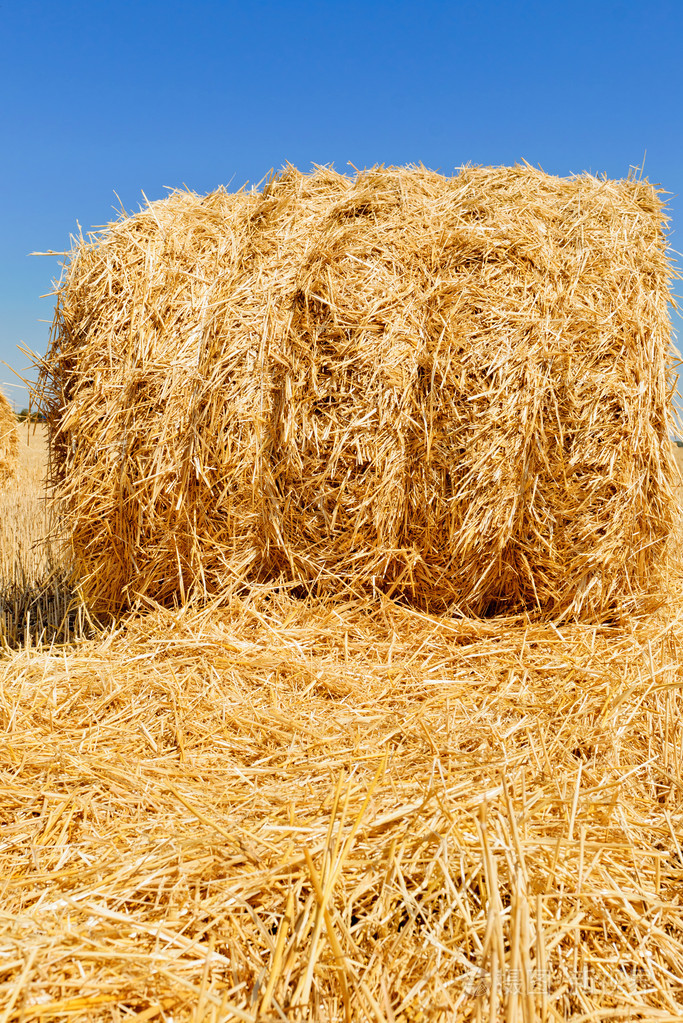 干草堆里的字段.干草