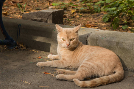 猫躺在街道上