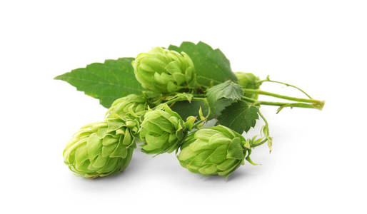 新鲜啤酒花图片-新鲜啤酒花素材-新鲜啤酒花插画-摄图新视界