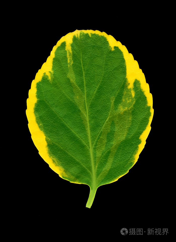 大叶黄杨叶片,黄色,绿色