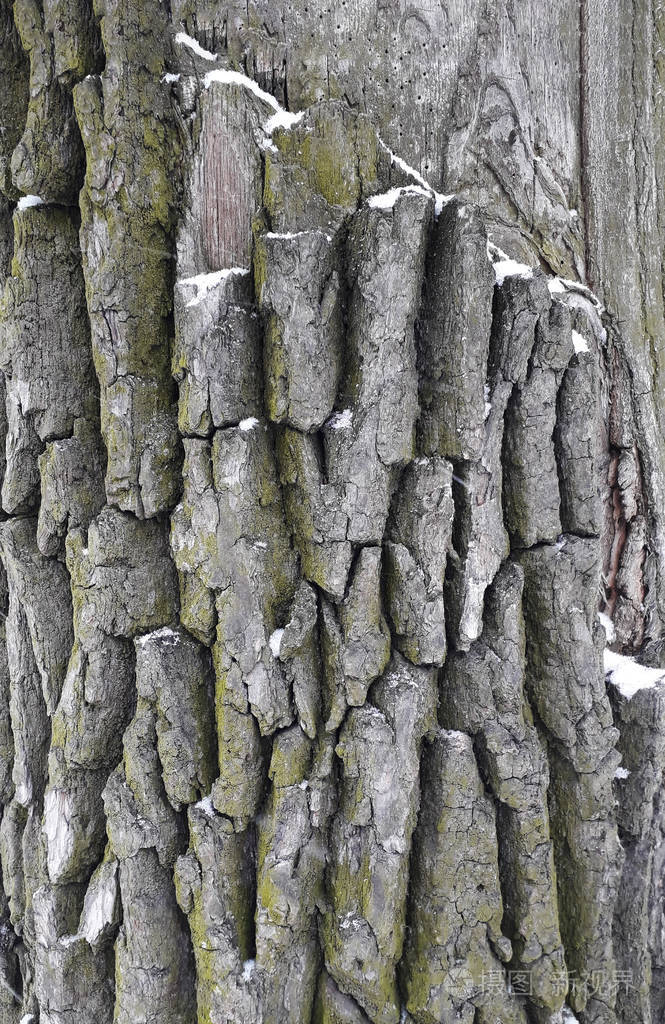 橡木树皮宏, 树干特写, 纹理