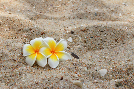 weie Frangipani Blume auf sand