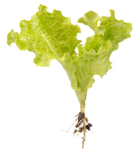 莴苣根图片