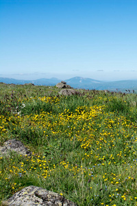 夏季为自然背景绿色牧场里山