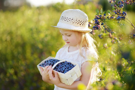 可爱的小女孩采摘新鲜浆果在有机蓝莓农场在温暖和晴朗的夏日。为小孩子提供新鲜健康的有机食品