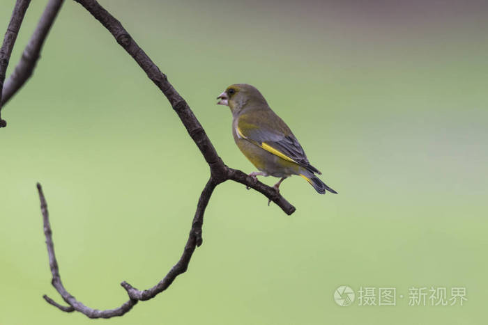 greenfinch 虎尾鸟在树上