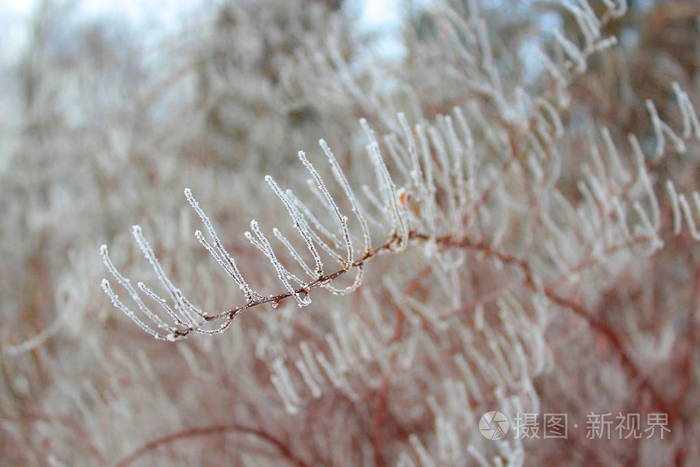 杉木树枝上的银霜
