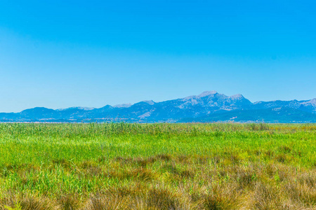 Spai Albufera 国家公园沼泽地