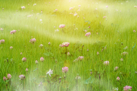 莲花盛开的草地和雾
